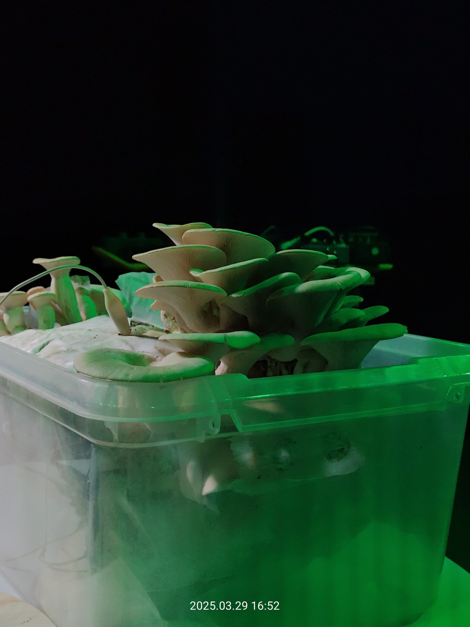 El cultivo de hongos que Urban Fungilovers compartió para la ocasión