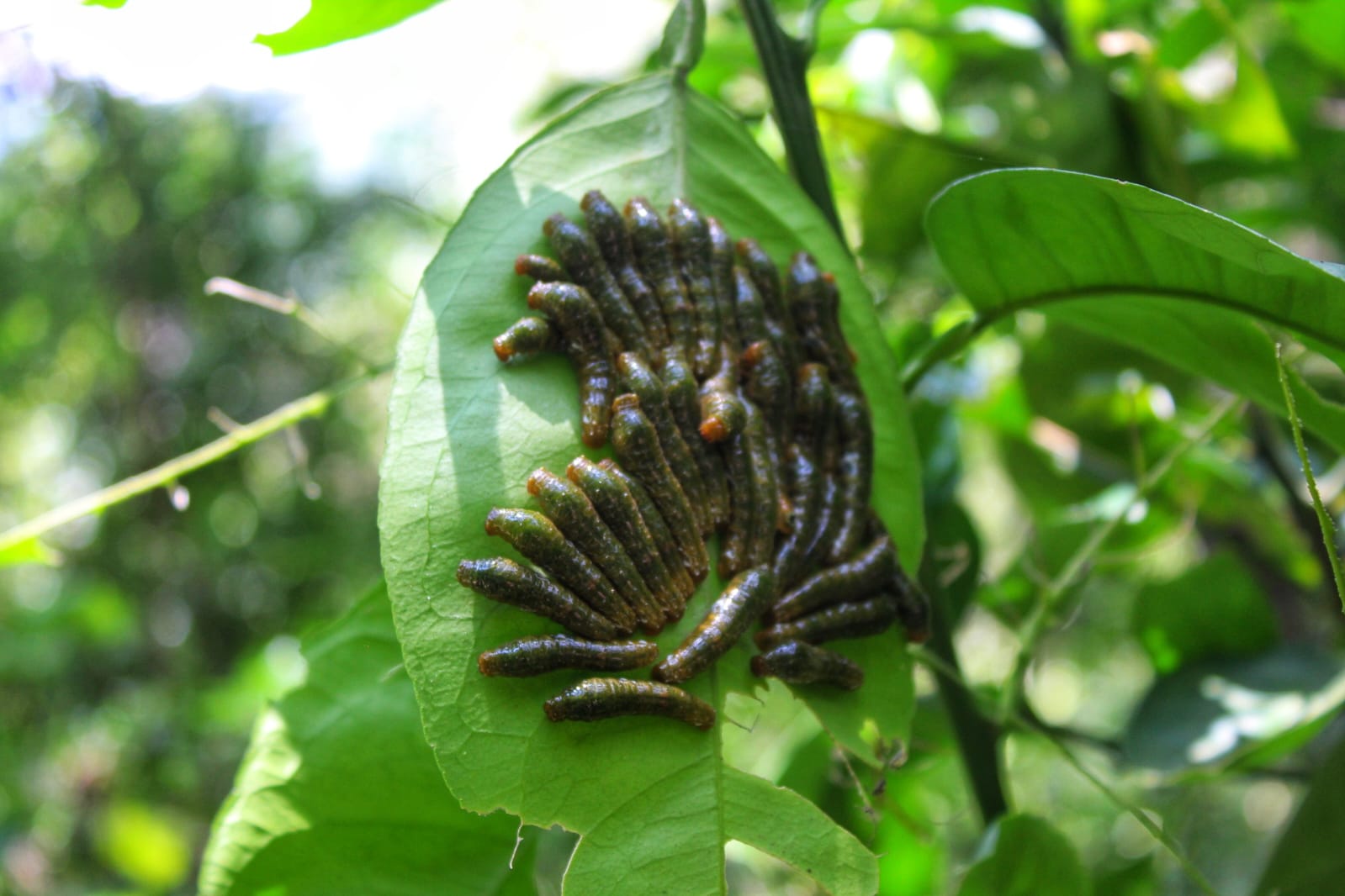 Imagen de WhatsApp 2025-07-20 a las 15.55.03_b6549e2b