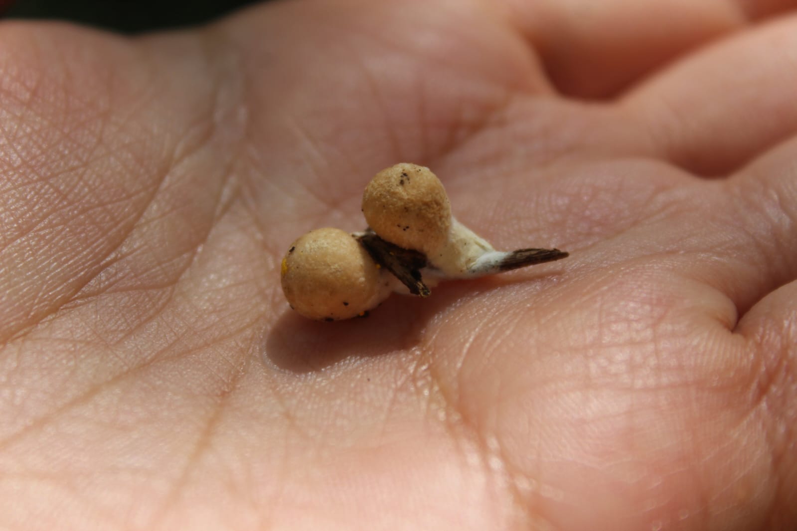 Imagen de WhatsApp 2025-07-20 a las 15.55.04_36f08e68